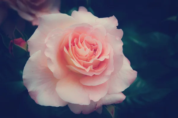 Винтажная роза Лицензионные Стоковые Изображения