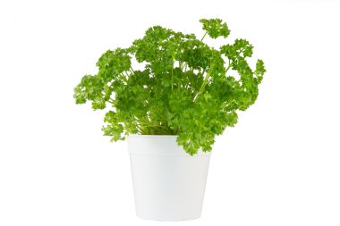 beyaz zemin üzerine beyaz tencereye maydanoz