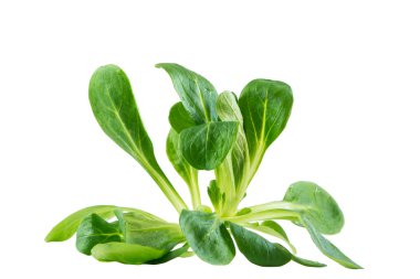 valerianella locusta, mısır salatası, kuzu 's beyaz zemin üzerine izole marul