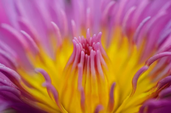 Vibrante loto púrpura de cerca — Foto de Stock