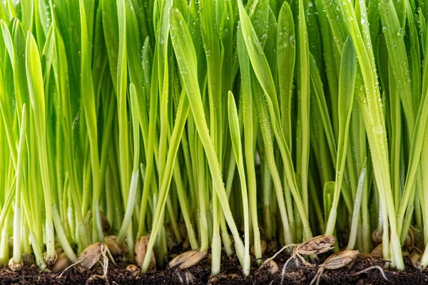 緑の若い小麦の芽 ロイヤリティフリーのストック写真