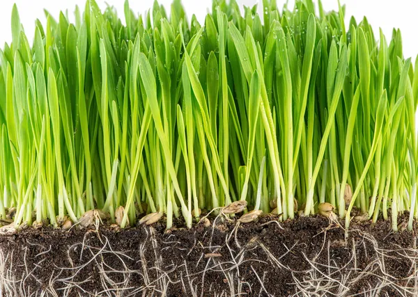 緑の若い小麦の芽 ストック写真
