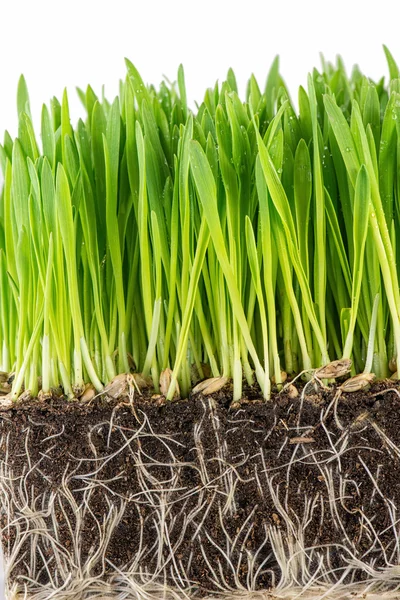 緑の若い小麦の芽 ストックフォト