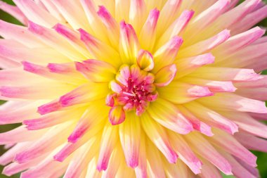 bir yıldız çiçeği çiçek arka planı kapat