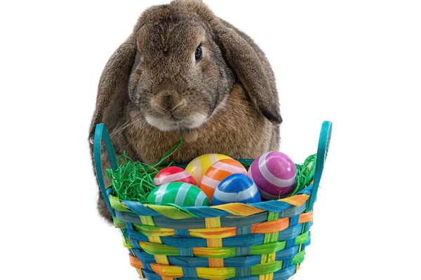 Easter bunny and Easter eggs — Stock Photo, Image