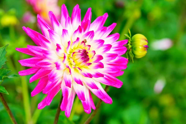 Close up van een dahlia bloem achtergrond — Stockfoto