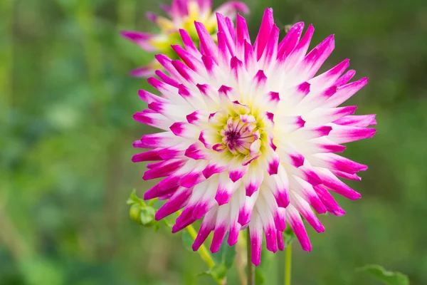 Close up van een dahlia bloem achtergrond — Stockfoto