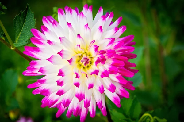 Primo piano di uno sfondo di fiore di dalia — Foto Stock