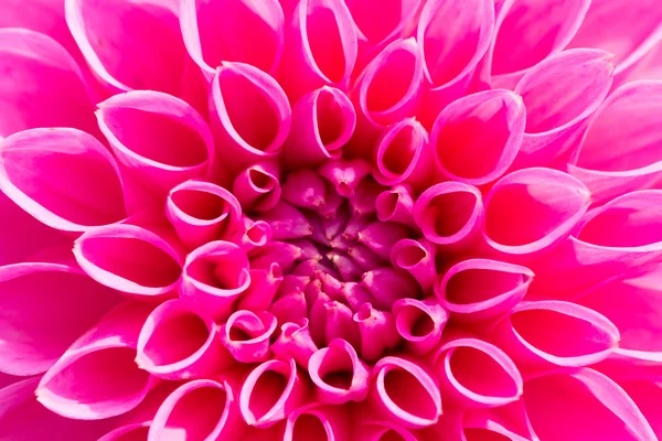 Close up of a dahlia flower background — Stock Photo, Image