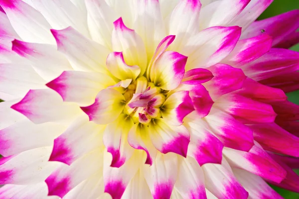 Close up of a dahlia flower background — Stock Photo, Image
