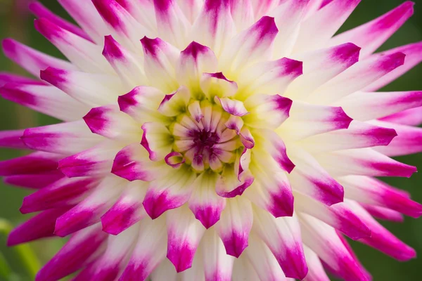 Primer plano de un fondo de flores de dalia — Foto de Stock