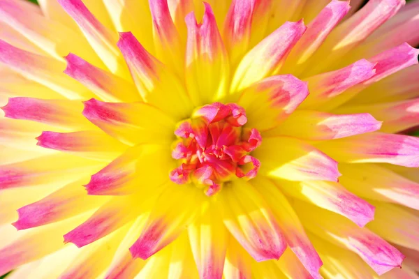 Close-up de um fundo flor dahlia — Fotografia de Stock