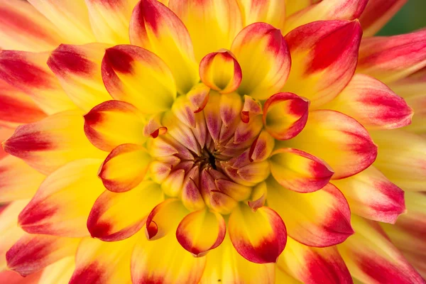 Close up of a dahlia flower background — Stock Photo, Image