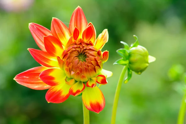 Primer plano de un fondo de flores de dalia — Foto de Stock