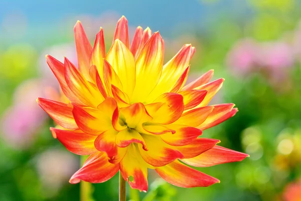Primo piano di uno sfondo di fiore di dalia — Foto Stock