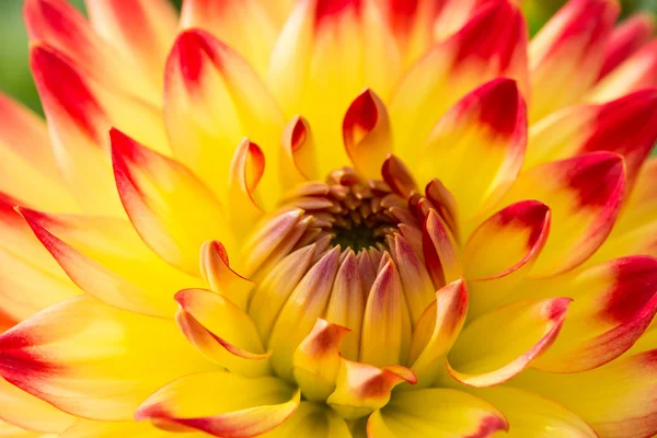 Close-up de um fundo flor dahlia Imagens De Bancos De Imagens