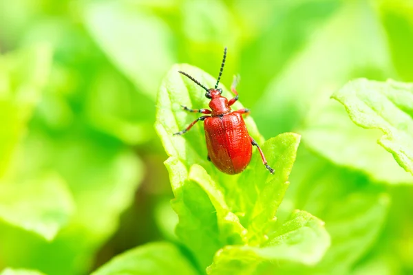 Red bug on springtime garden — Stock Photo, Image