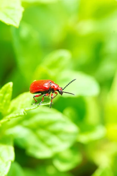 A red bug on springtime garden — Stock Photo, Image