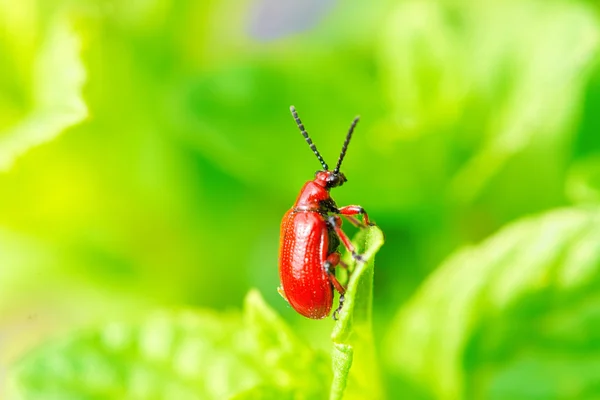 A red bug on springtime garden — Stock Photo, Image