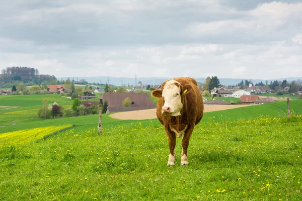 İsviçre inekleri yeşil çayır üzerinde — Stok fotoğraf