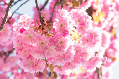 Sakura kiraz çiçekleri