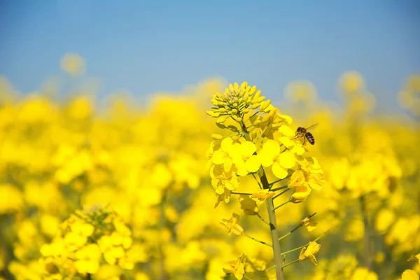 Swiss agriculture - Field of rapeseed with beautiful cloud - plant for green energy — Stock Photo, Image