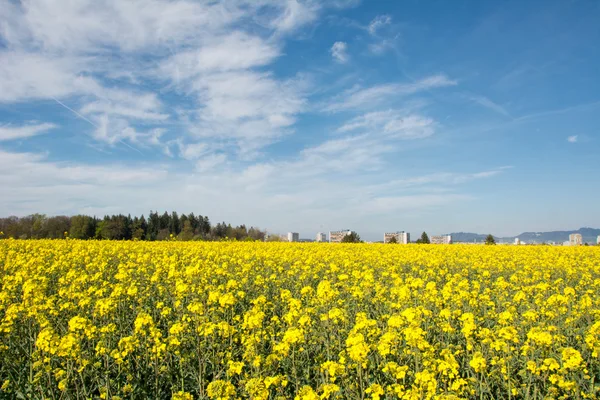 Agricultura suiza - Campo de colza con hermosa nube - planta de energía verde — Foto de Stock