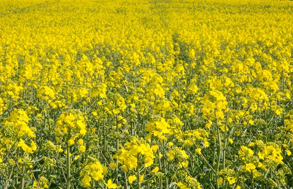 Schweizer Landwirtschaft - Rapsfeld mit schöner Wolke - Pflanze für grüne Energie — Stockfoto