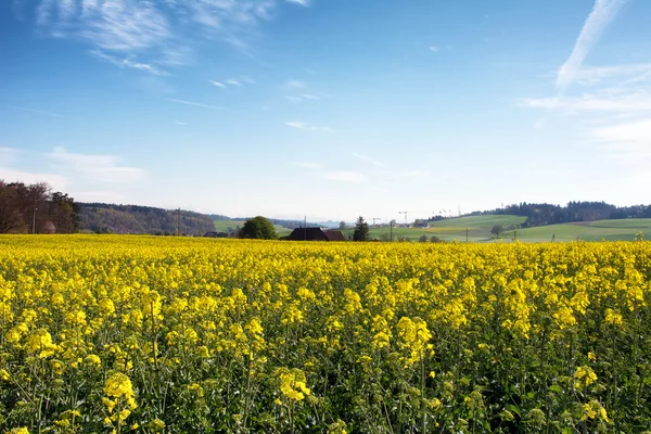 Agricultura suiza - Campo de colza con hermosa nube - planta de energía verde — Foto de Stock