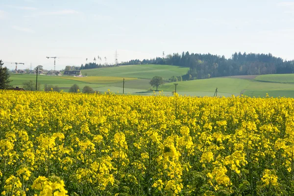Agricultura suiza - Campo de colza con hermosa nube - planta de energía verde — Foto de Stock