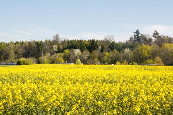 Swiss agriculture - Field of rapeseed with beautiful cloud - plant for green energy — Stock Photo, Image