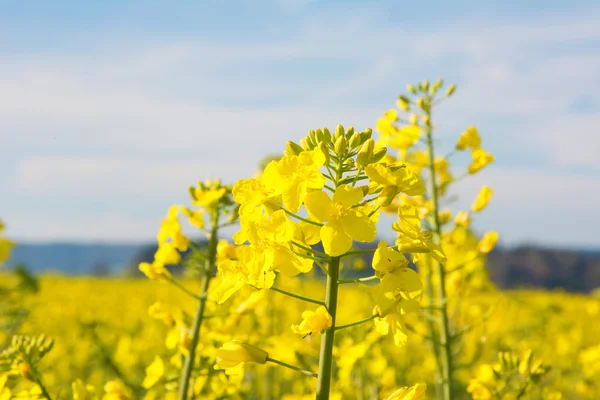 Agricultura suíça - Campo de colza com bela nuvem - planta para energia verde — Fotografia de Stock