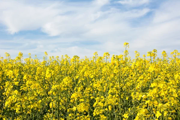 Agricultura suíça - Campo de colza com bela nuvem - planta para energia verde — Fotografia de Stock