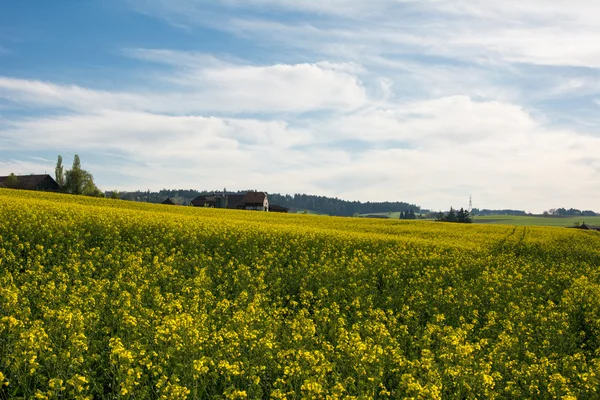 Agricultura suiza - Campo de colza con hermosa nube - planta de energía verde — Foto de Stock