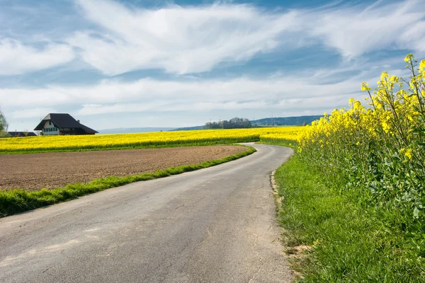 Swiss agriculture - Field of rapeseed with beautiful cloud - plant for green energy Stock Picture