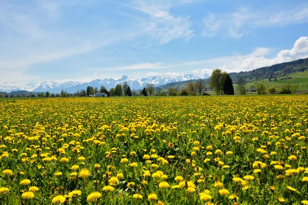 Paisaje del campo de verano suizo — Foto de Stock