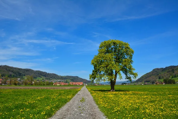 Landweg via de landbouwgronden in de zomer — Stockfoto