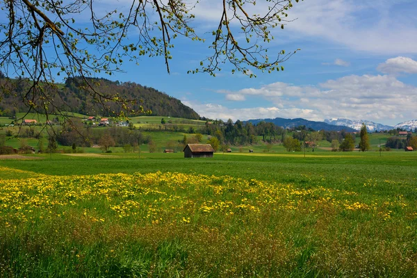 Schuur op zomer swiss groen veld — Stockfoto