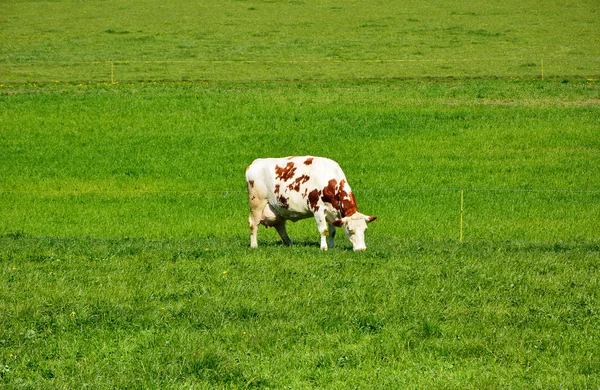 Swiss yeşil mera üzerinde ineklerin — Stok fotoğraf
