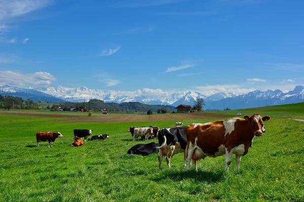 Swiss krów na pastwiskach zielonych — Zdjęcie stockowe