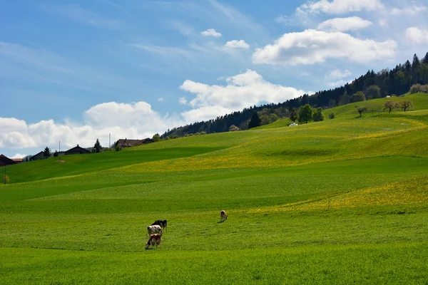 Zwitserse landschap platteland tijdens lente seizoen met blauwe hemel — Stockfoto