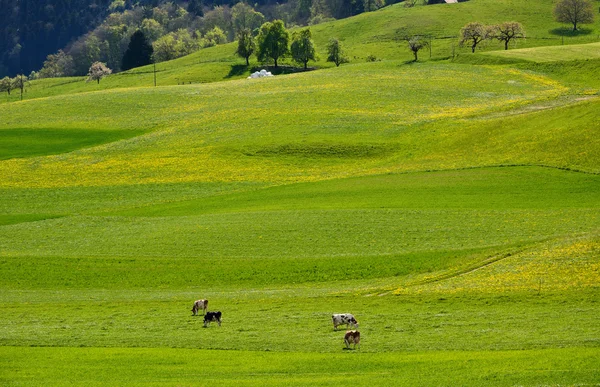 Swiss landscape countryside during spring season — Stock Photo, Image