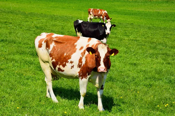 Vacas suíças em pastagem verde Imagens De Bancos De Imagens Sem Royalties