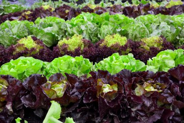 Bio bahçesinde taze salata