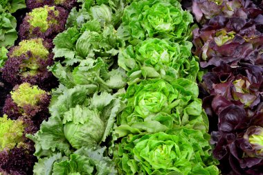 Bio bahçesinde taze salata