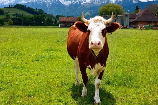 Vaca suiza en un pasto de verano — Foto de Stock