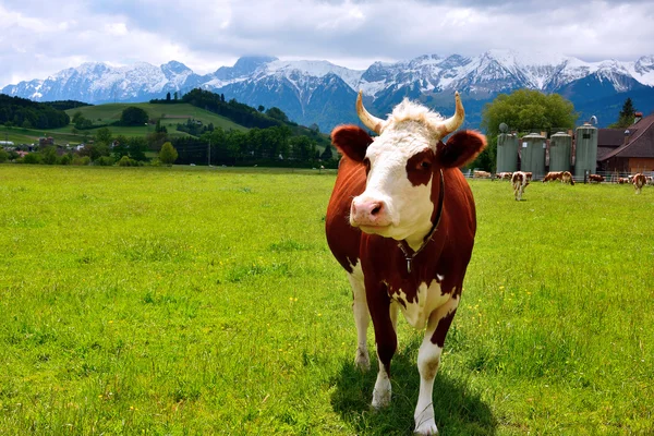 Swiss inek yaz mera üzerinde — Stok fotoğraf