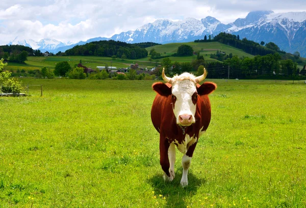 Swiss inek yaz mera üzerinde — Stok fotoğraf