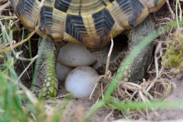 Χελώνα που τα αυγά — Φωτογραφία Αρχείου