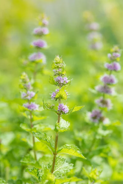 Fresh mint flowers in garden — Stock Photo, Image